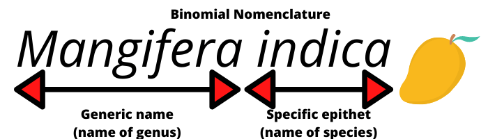 why-is-binomial-nomenclature-important-edu-itugas