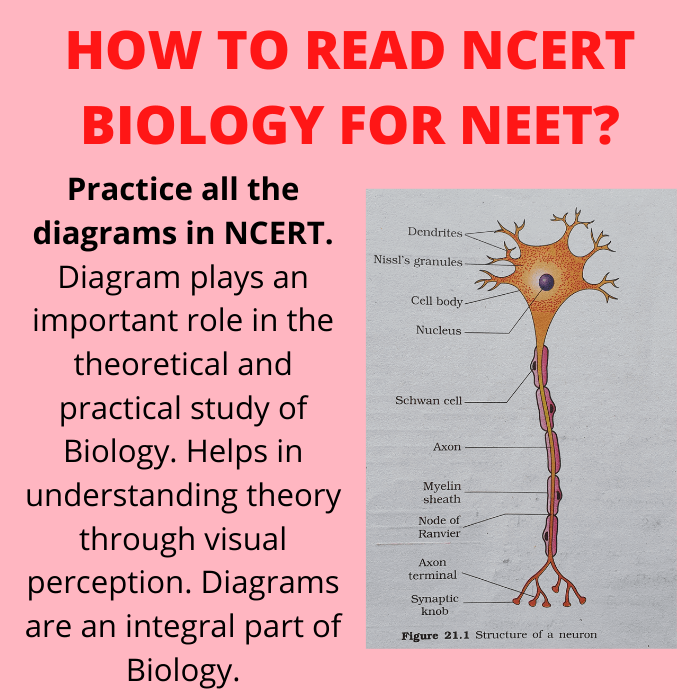 why drawing and practising ncert biology diagrams are very important for neet