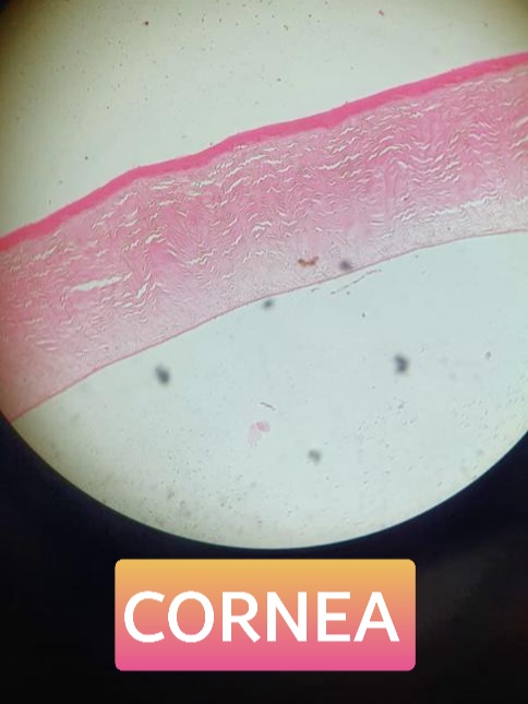 cornea histology slide for mbbs 1st year