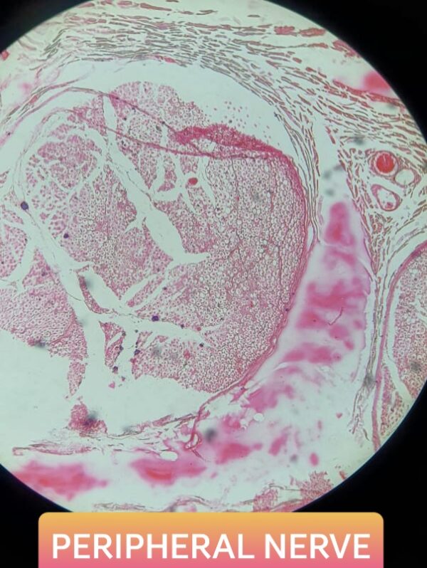 Histology Slides For MBBS 1st Year [With Identification Points ...