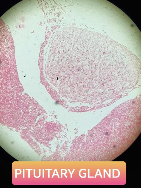 pitutiary gland histology slide for mbbs 1st year